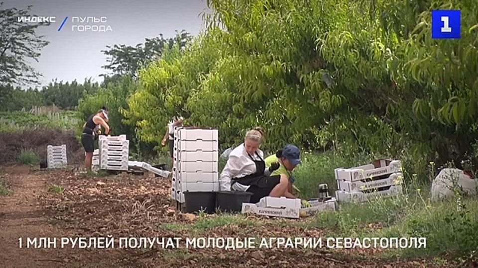 1 млн руб. из бюджета Севастополя выделили на поддержку молодых аграриев в этом году