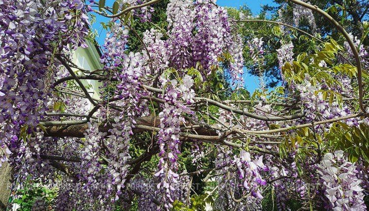 На проспекте Генерала Острякова по инициативе УК «Центр» спилили роскошную глицинию