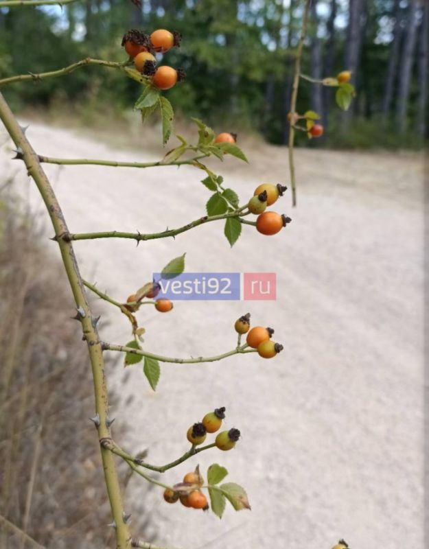 ������ ����, �����������!. ���� ���� ����� ��������