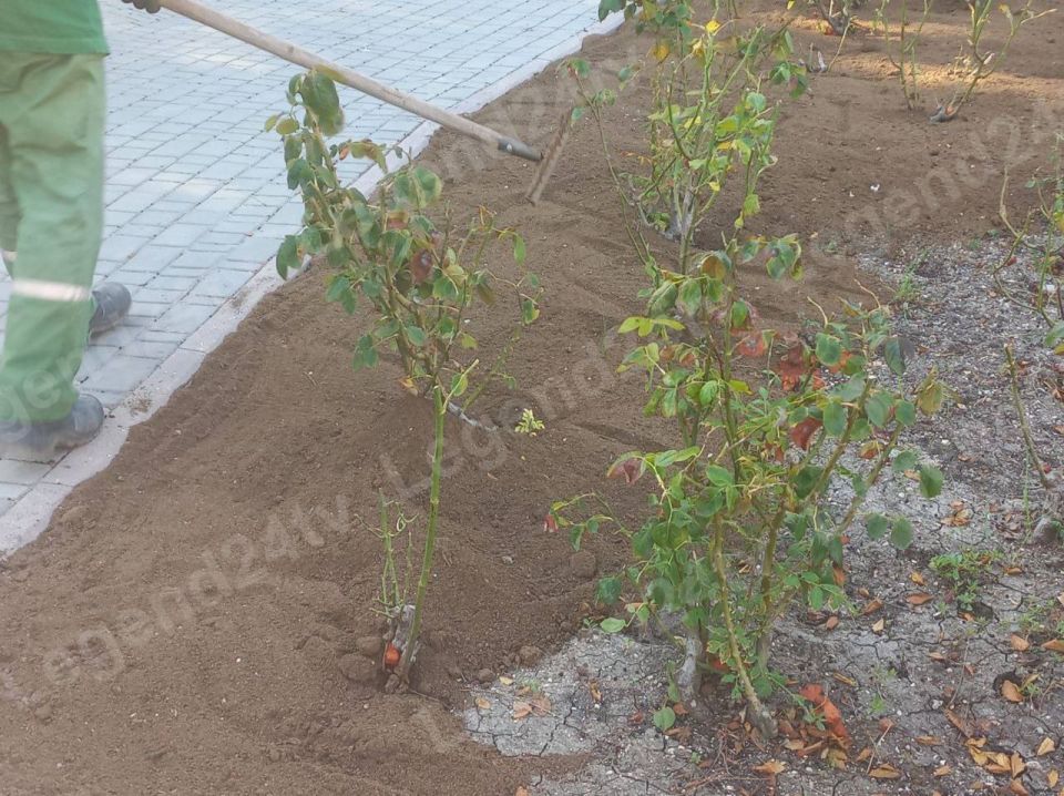 Специалисты предприятия «Парки и скверы» приступили к осенним уходовым работам в городском парке имени Анны Ахматовой