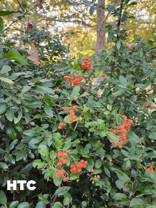 #���_�����. ������ ������� �������� ������� ���������