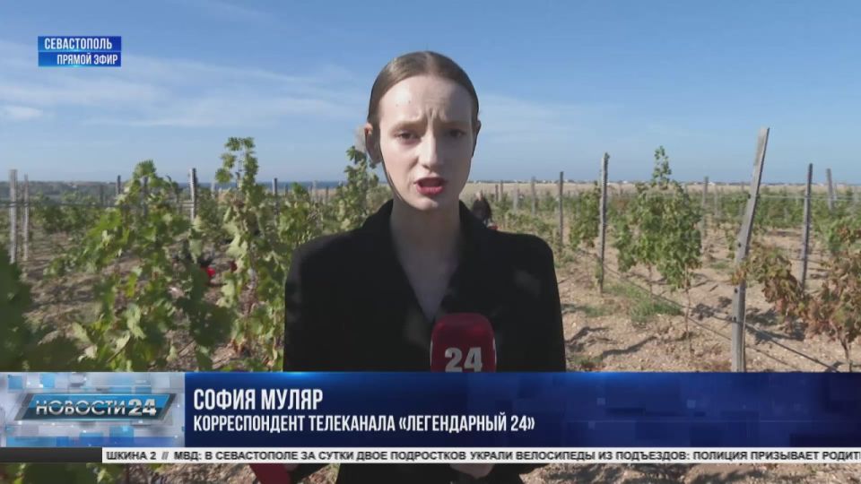 Первый урожай винограда в СевГу