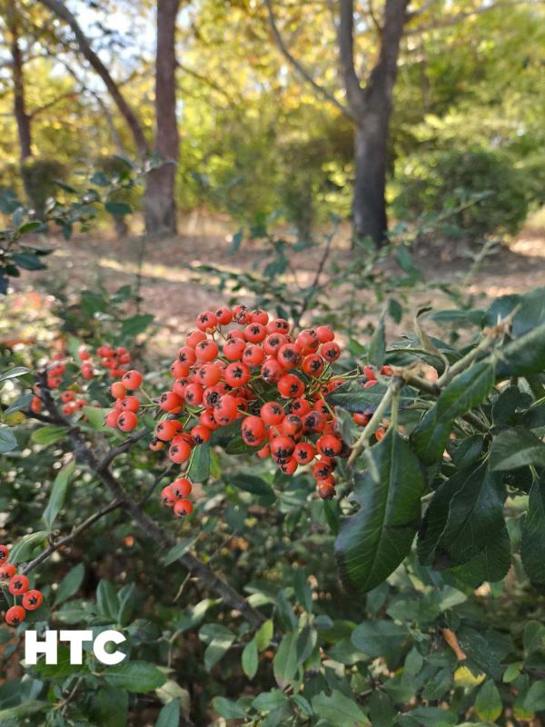 #���_�����. ������ ������� �������� ������� ���������