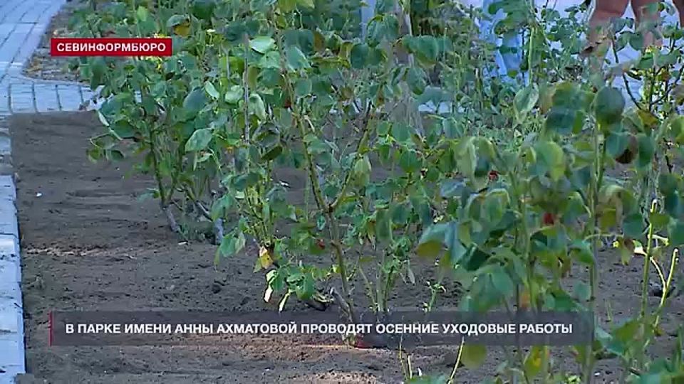 В Парке имени Анны Ахматовой готовятся к осенним высадкам цветов