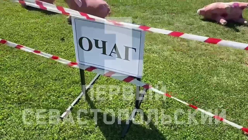 Учения по ликвидации условного очага африканской чумы свиней проходят в Севастополе
