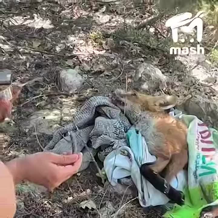 Из-за бешеного кота в Балаклаве объявили карантин