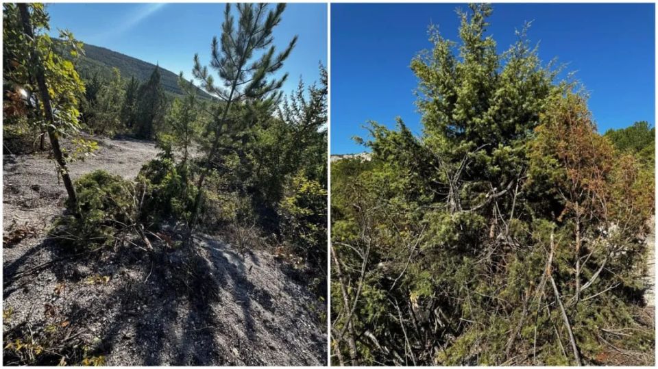 � ���������� ������ ������� �������� �������, � ��� ����� ��������� � ������� ����� ������������, �������� �������