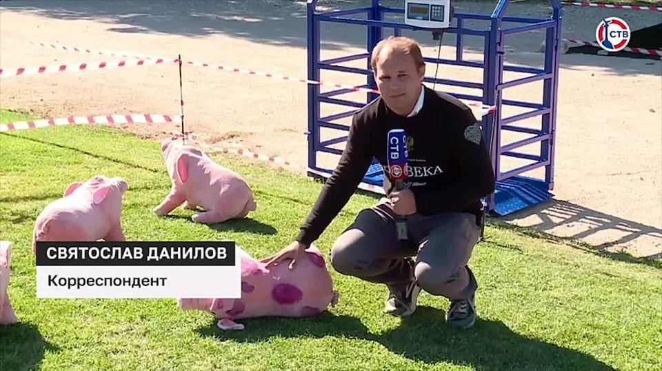 В Севастополе прошли межрегиональные учения по ликвидации африканской чумы свиней