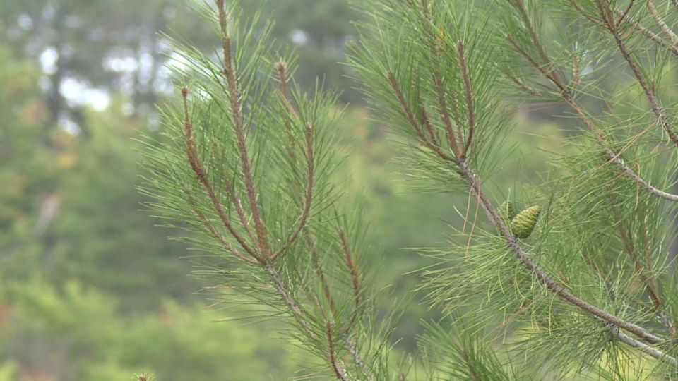 ������ ����, �����������!. 27 �������� � ����������� ��������� ����� �� 11 ������ � �������