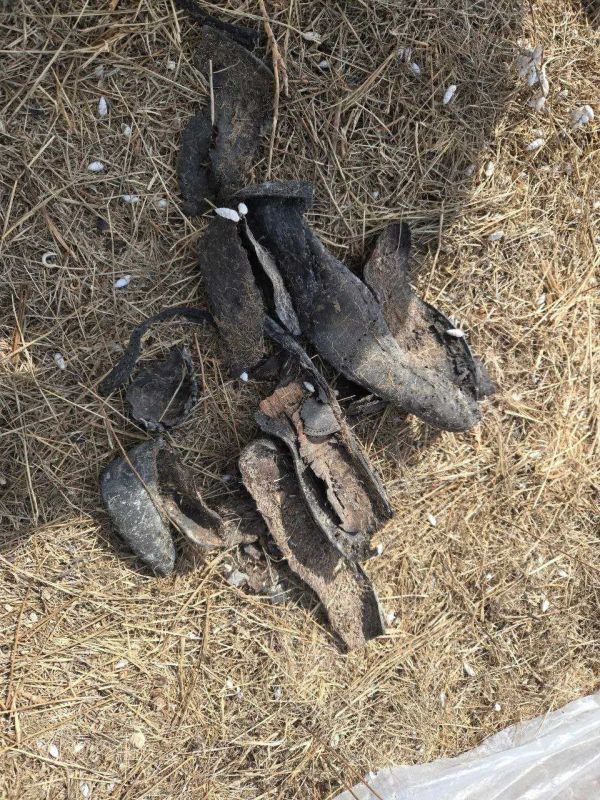 � ���������� ���������� ����� ����� ������������ ��������