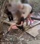 Школьницы в Евпатории избивали сверстницу на камеру