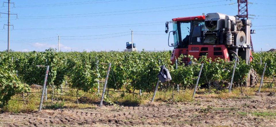 Михаил Развожаев: В Севастополе активно развиваются агроклассы — школьники учатся современному сельскому хозяйству на практике Михаил Развожаев: В Севастополе активно развиваются агроклассы — школьники учатся современному сельскому хозяйству на практике
