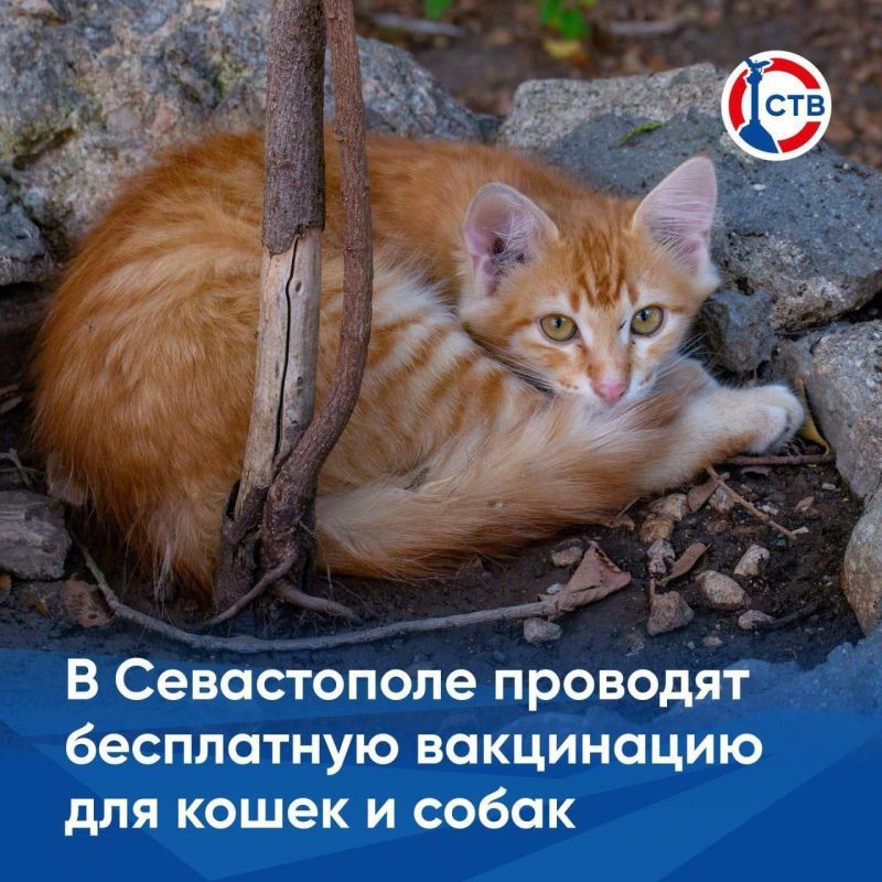 Бесплатная вакцинация питомцев в Севастополе пройдет 4 октября