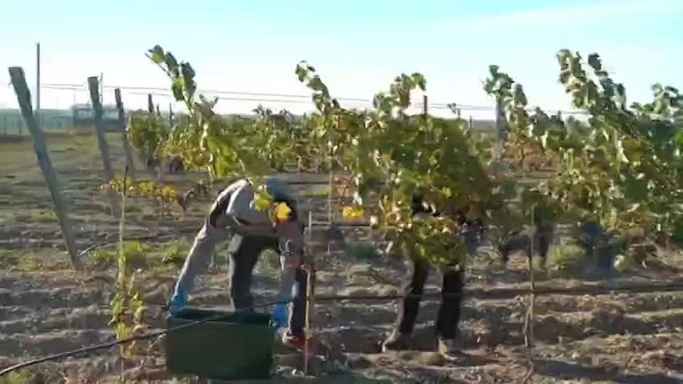 Студенты-аграрии СевГУ собрали более 600 килограммов винограда