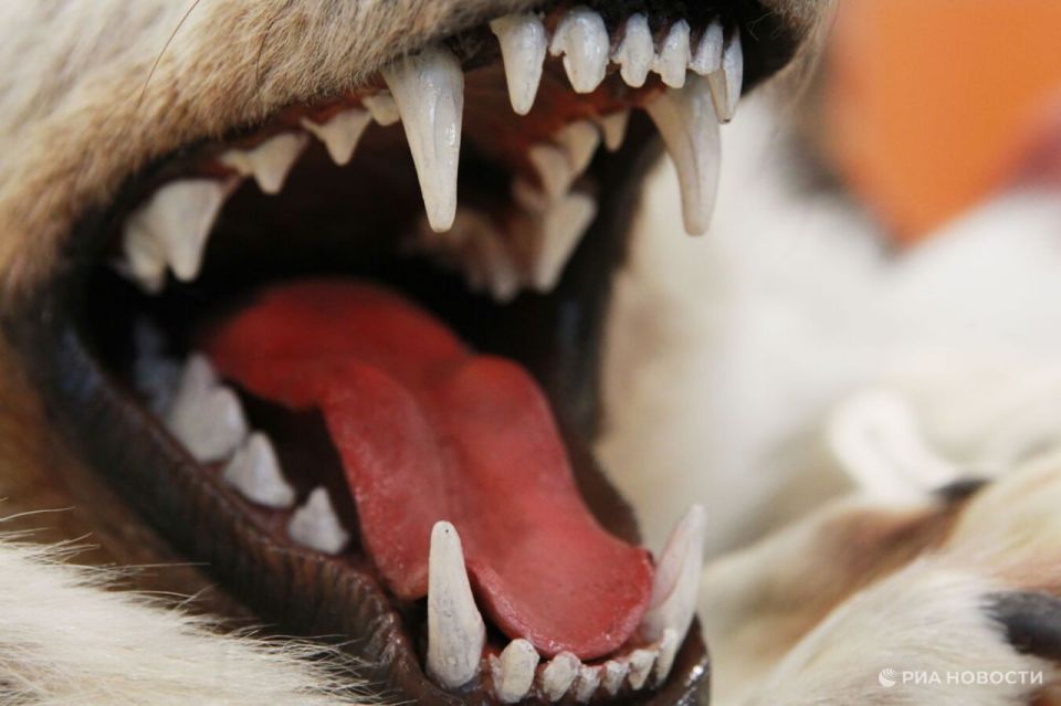 В Севастополе двум подросткам выплатят по 50 тысяч рублей за укусы бродячих собак