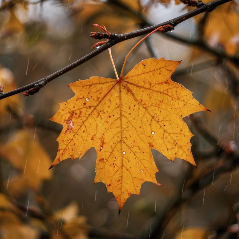 ������� ������ � ����� �� 29 ��������