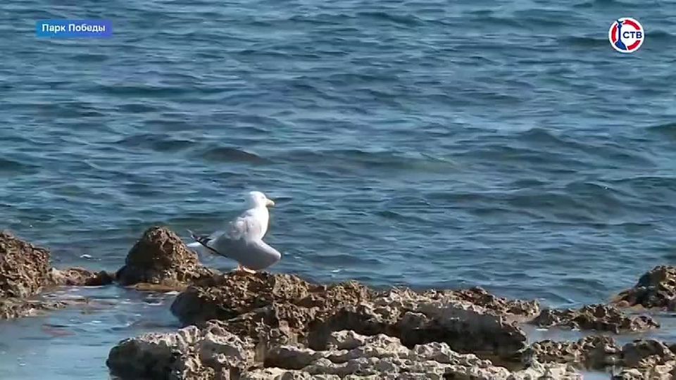 В Севастополе прошёл ежегодный фестиваль подводных видов спорта
