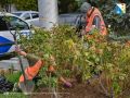 Заботимся о зелёных зонах. Специалисты «Парков и скверов» готовят клумбы у доски почёта Нахимовского района к осенним высадкам: пропалывают, перекапывают и удобряют почву, обрезают отцветшие растения