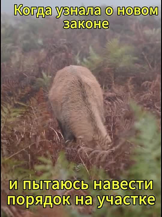 Захламленный участок — причина для его изъятия