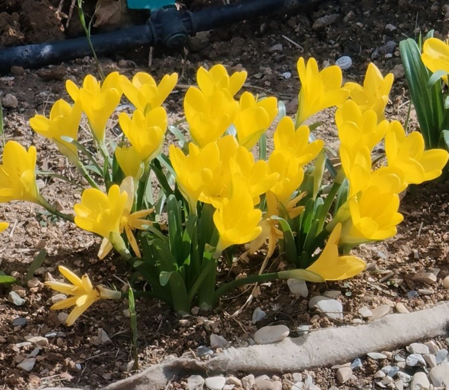 #Что за растение?. Этот невысокий луковичный первоцвет с узкими листьями и бокаловидным цветком появляется одним из первых в саду