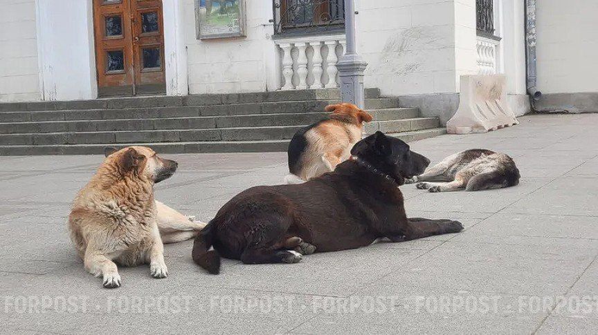 В Севастополе началось проектирование приюта для собак
