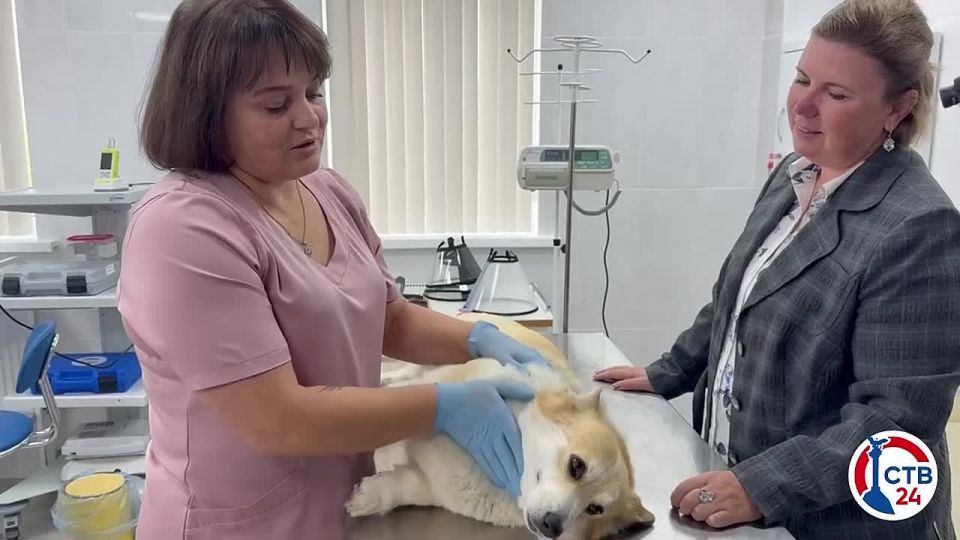 В госветклинике Севастополя собаки и кошки могут пройти диспансеризацию