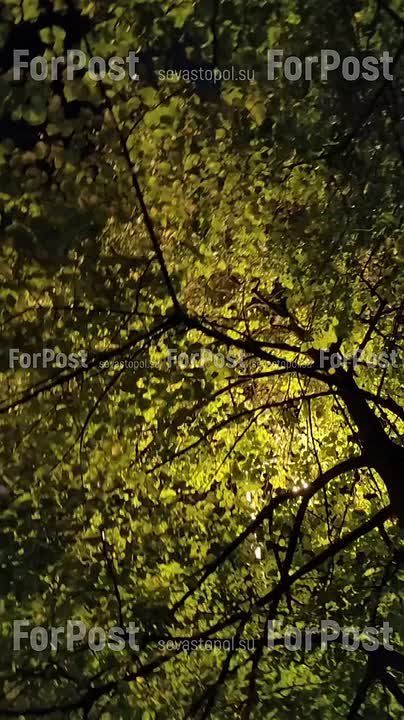 Вечернее кружево лип на Большой Морской в свете фонарей