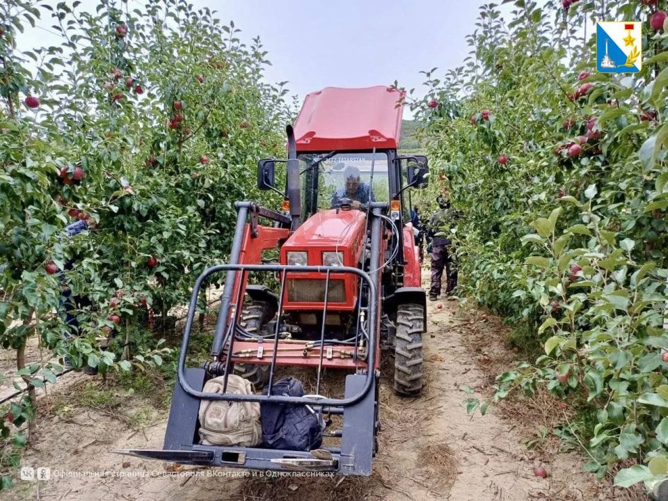 Собираем урожай яблок. В этом сезоне уже собрали 166 тонн урожая Собираем урожай яблок. В этом сезоне уже собрали 166 тонн урожая