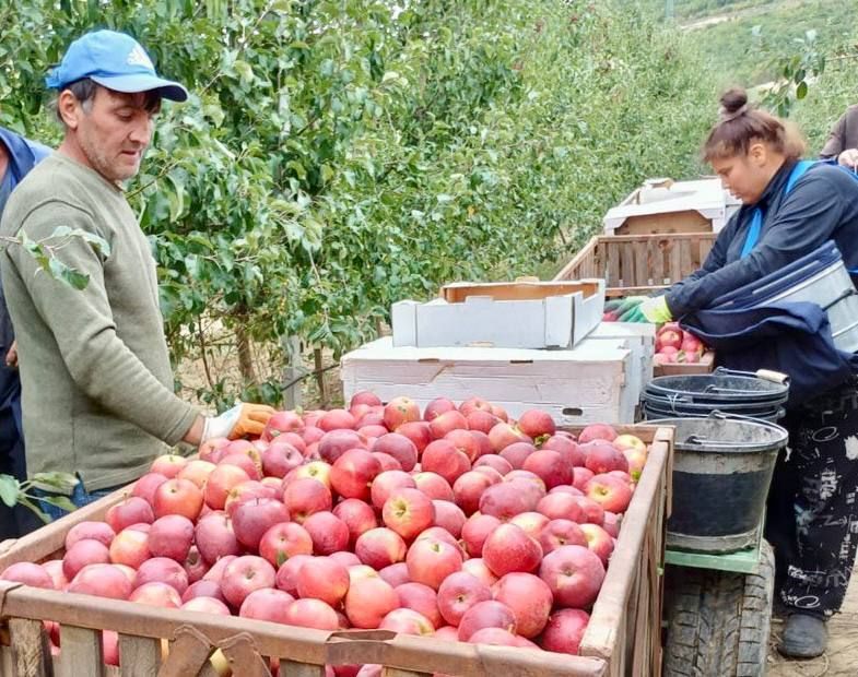 Яблочный сезон: в Севастополе приступили к сбору урожая