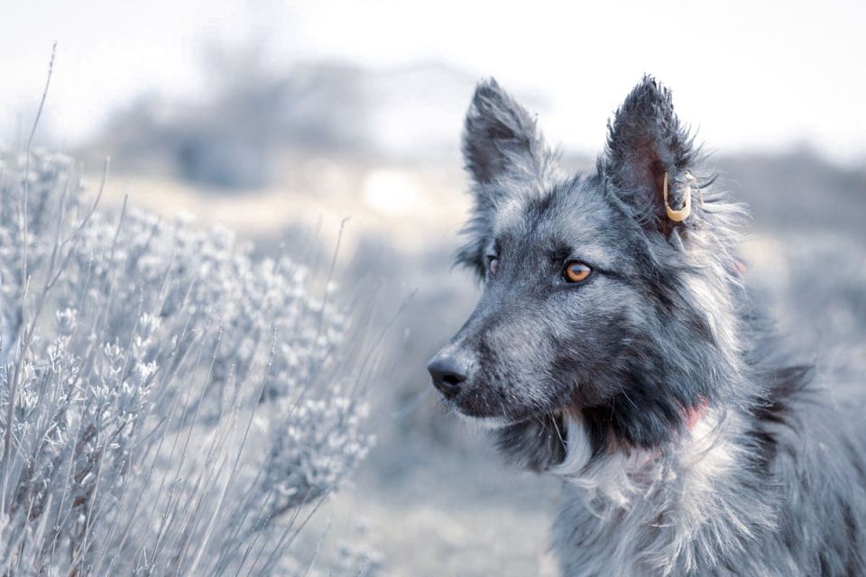 Приют для бездомных собак начали проектировать в Севастополе