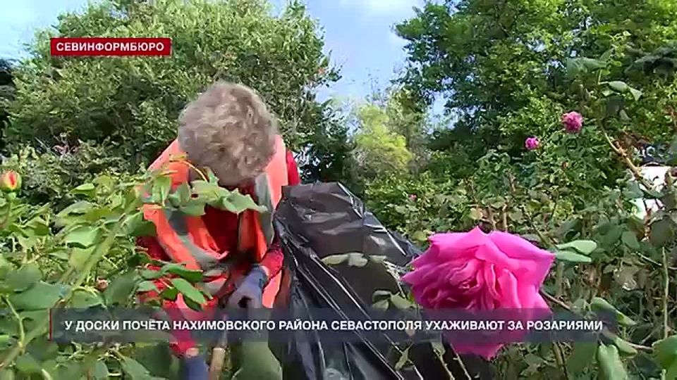 У Доски почёта Нахимовского района ухаживают за розариями