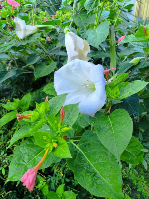 #Что за растение?. Это растение с крупными ворончатыми цветами, источающими пьянящий сладкий аромат, особенно сильный в сумерках