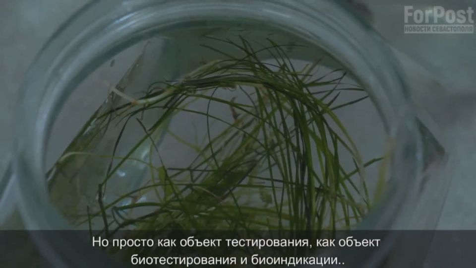 Загрязнение моря у берегов Севастополя проверяет специальная лаборатория
