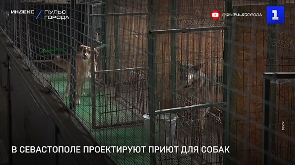 В Севастополе начали проектирование приюта для безнадзорных собак