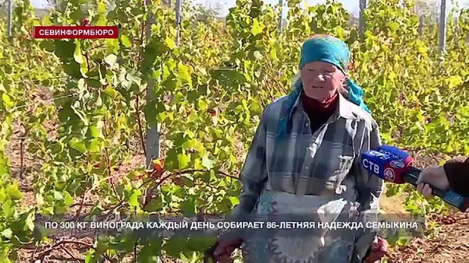 По 300 кг винограда каждый день собирает 86-летняя Надежда Семыкина из Севастополя