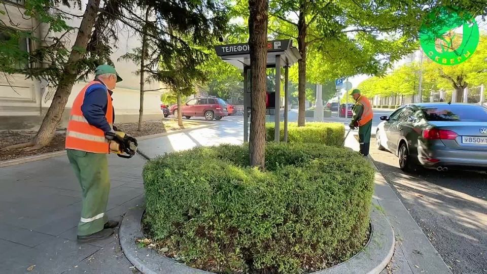 Специалисты «Парков и скверов» приводят в порядок декоративные кустарники на улице Большой Морской
