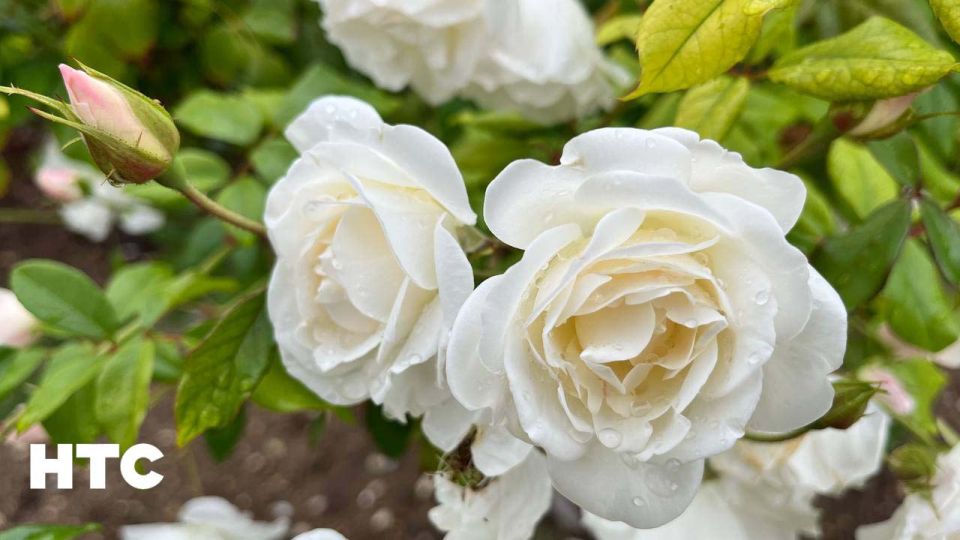 #���_�����. ������� ����� � ��������� �������� ������ �������� ���� �����������? ���������� ���� � ������������ ��� � ���