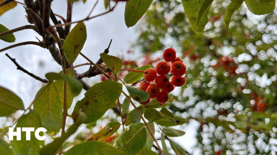 #���_�����. ������� ����� � ��������� �������� ������ �������� ���� �����������? ���������� ���� � ������������ ��� � ���