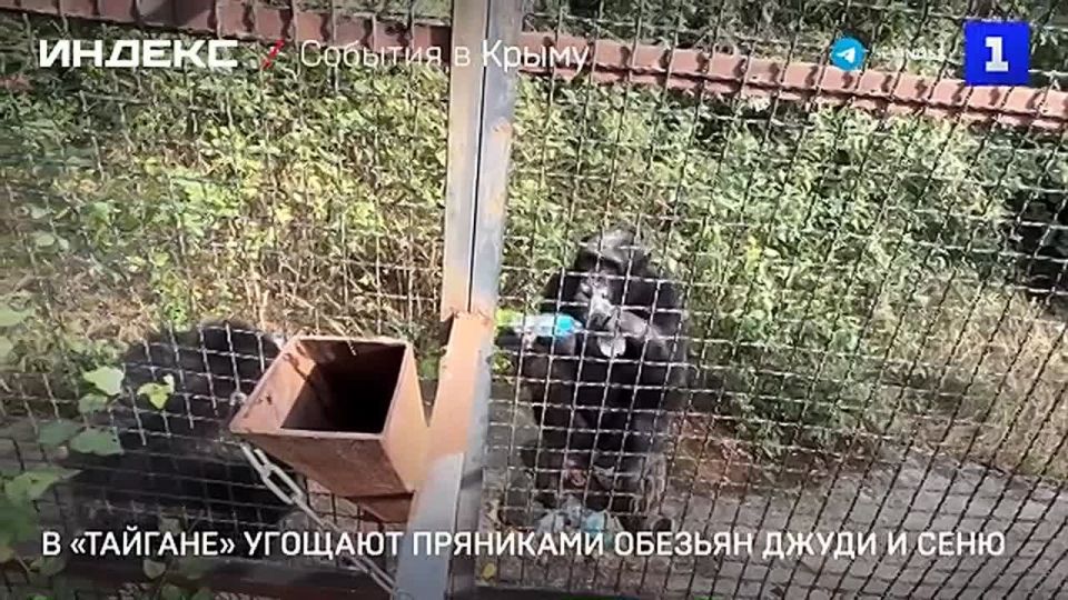 В крымском сафари-парке «Тайган» у пары обезьян — Джуди и Сени — появилась своя собственная «служба доставки»