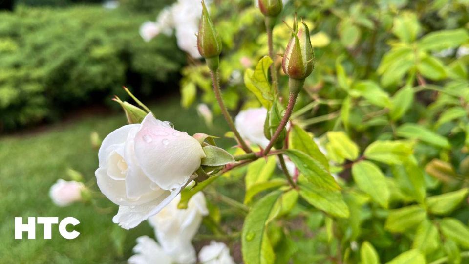 #���_�����. ������� ����� � ��������� �������� ������ �������� ���� �����������? ���������� ���� � ������������ ��� � ���