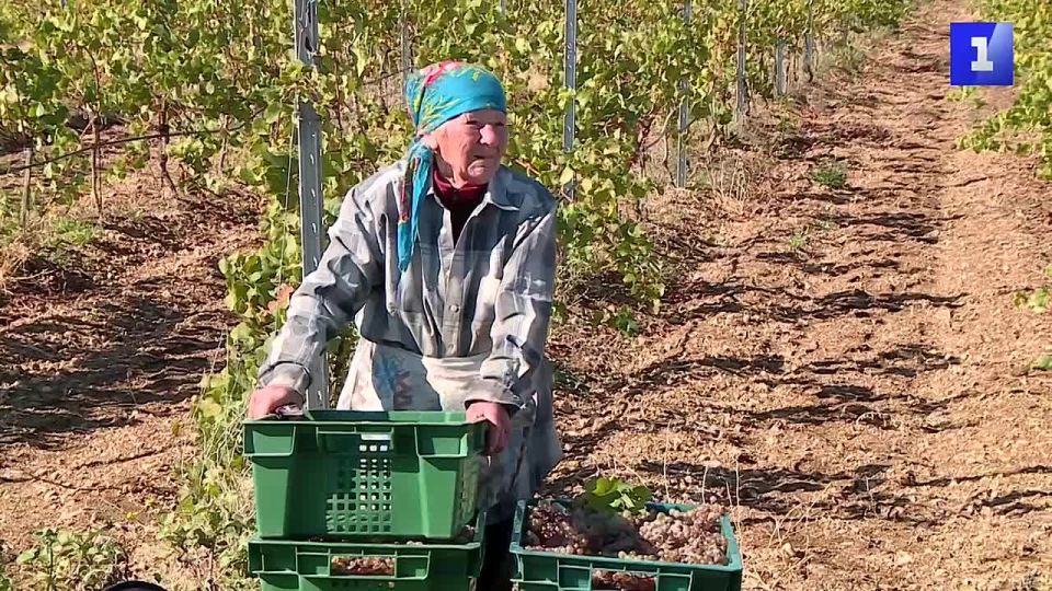 86-летняя жительница Севастополя Надежда Семыкина уже 63 года работает виноградарем агрономической службы