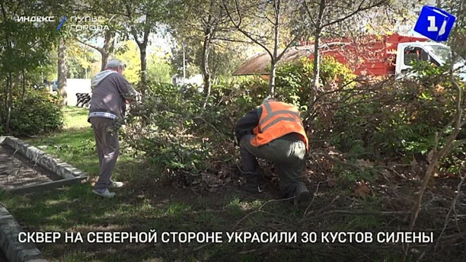 В сквере памятника Славы воинов 2-й гвардейской армии высадили 30 кустов силены