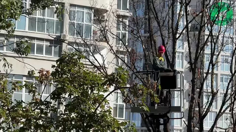 Специалисты убрали дерево на улице Фадеева, признанное опасным