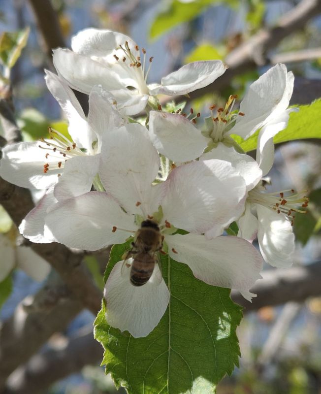 Октябрь? Нет не слышали! Осенние цветения Севастополя от Нюши