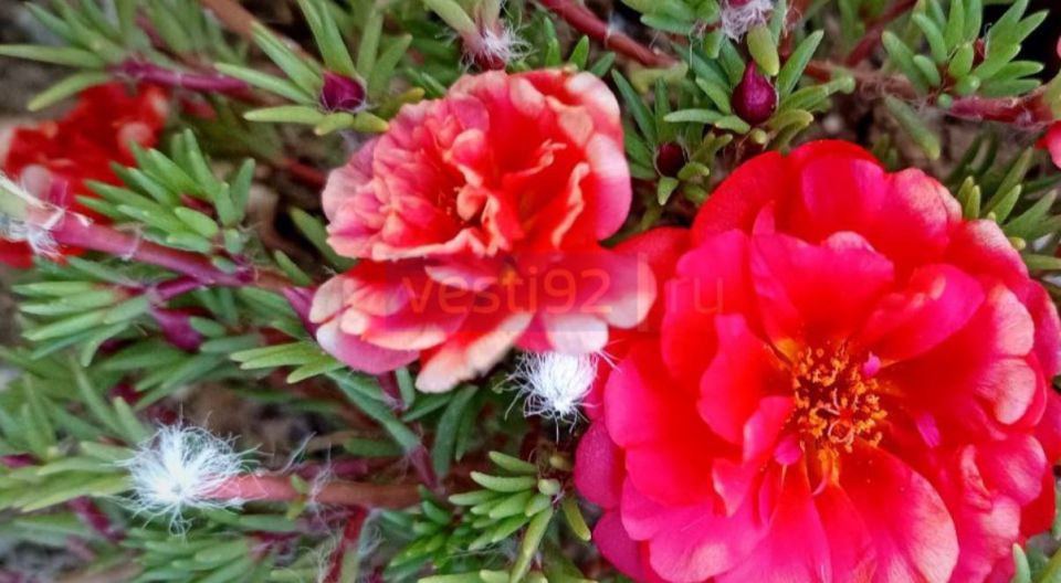 Доброе утро, Севастополь!. Сегодня весь день будет облачно