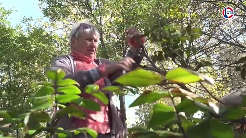 Специалисты ГБУ «Парки и скверы» высадили селину на Северной стороне