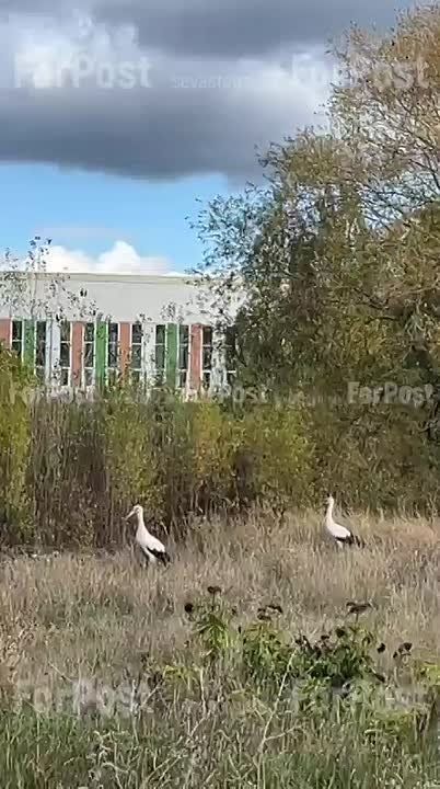 Аисты гуляют у села Заречное под Симферополем