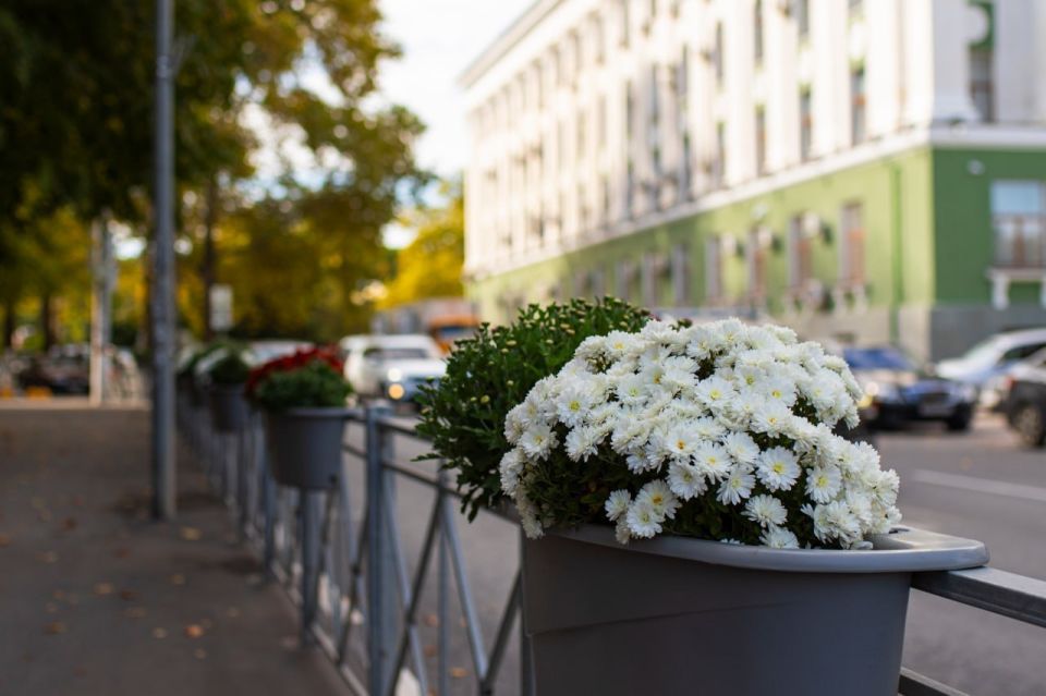 В Симферополе высаживают осенние цветы