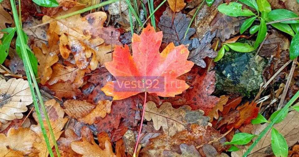 Доброе утро, Севастополь!. Сегодня весь день будет облачно.Ветер восточный со сменой на северо-восточный 2-3 метра в секунду, +14..+23°С Вести Севастополь | @vesti92