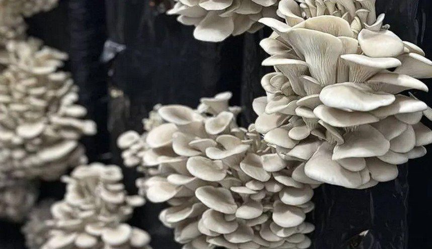 �������� ������� �������� ����� �������